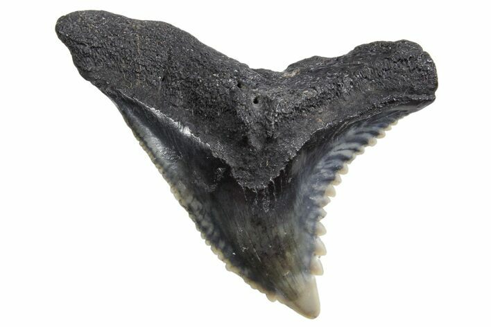 Snaggletooth Shark (Hemipristis) Tooth - South Carolina #360814